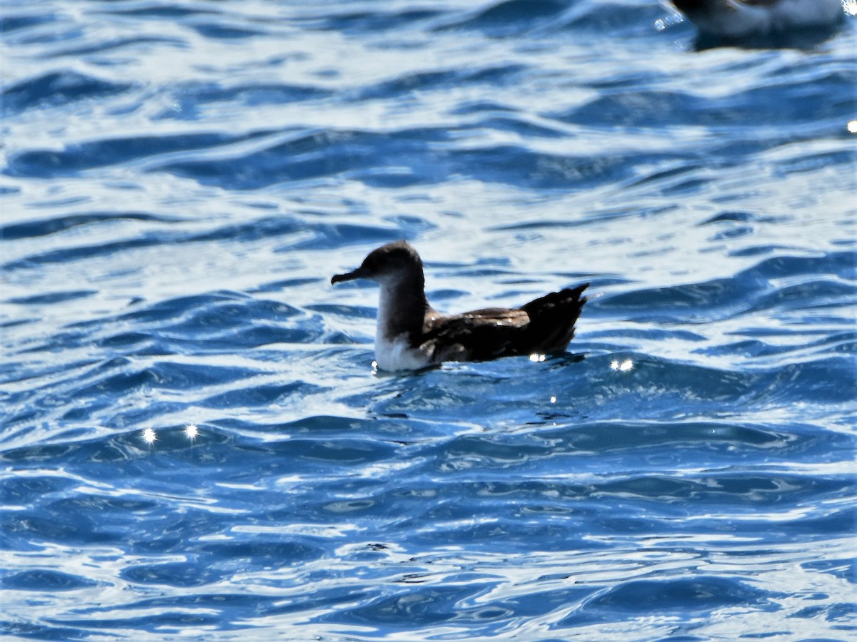 Black-vented Shearwater - Weston Smith