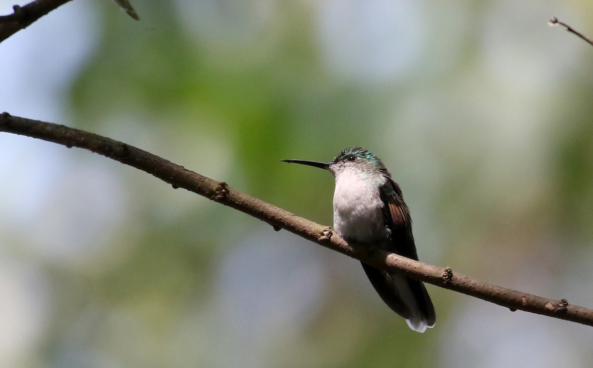 Blue-capped Hummingbird - Jay McGowan