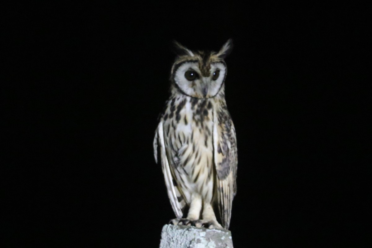 Striped Owl - John Bruder