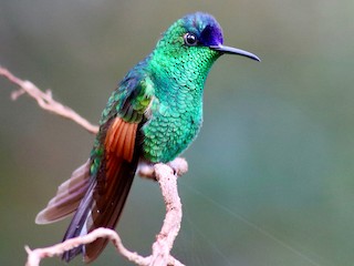 Blue-capped Hummingbird - Eupherusa cyanophrys - Birds of the World