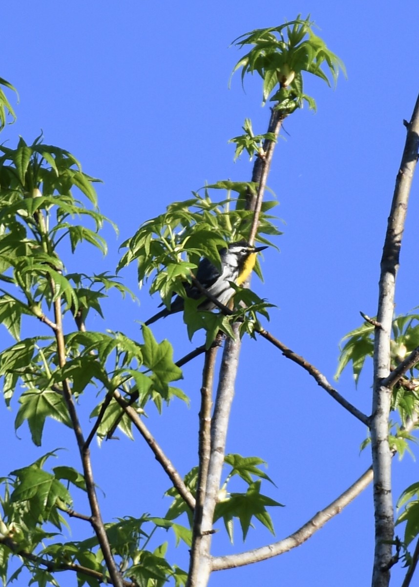 Yellow-throated Warbler - ML150233191