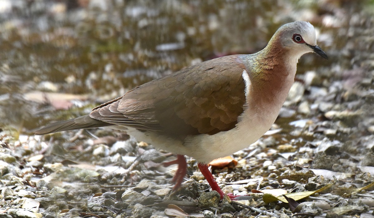 Ямайская голубка - ML150235221