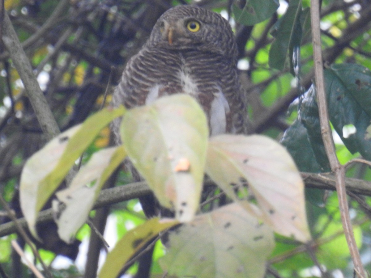 Asian Barred Owlet - ML150236011
