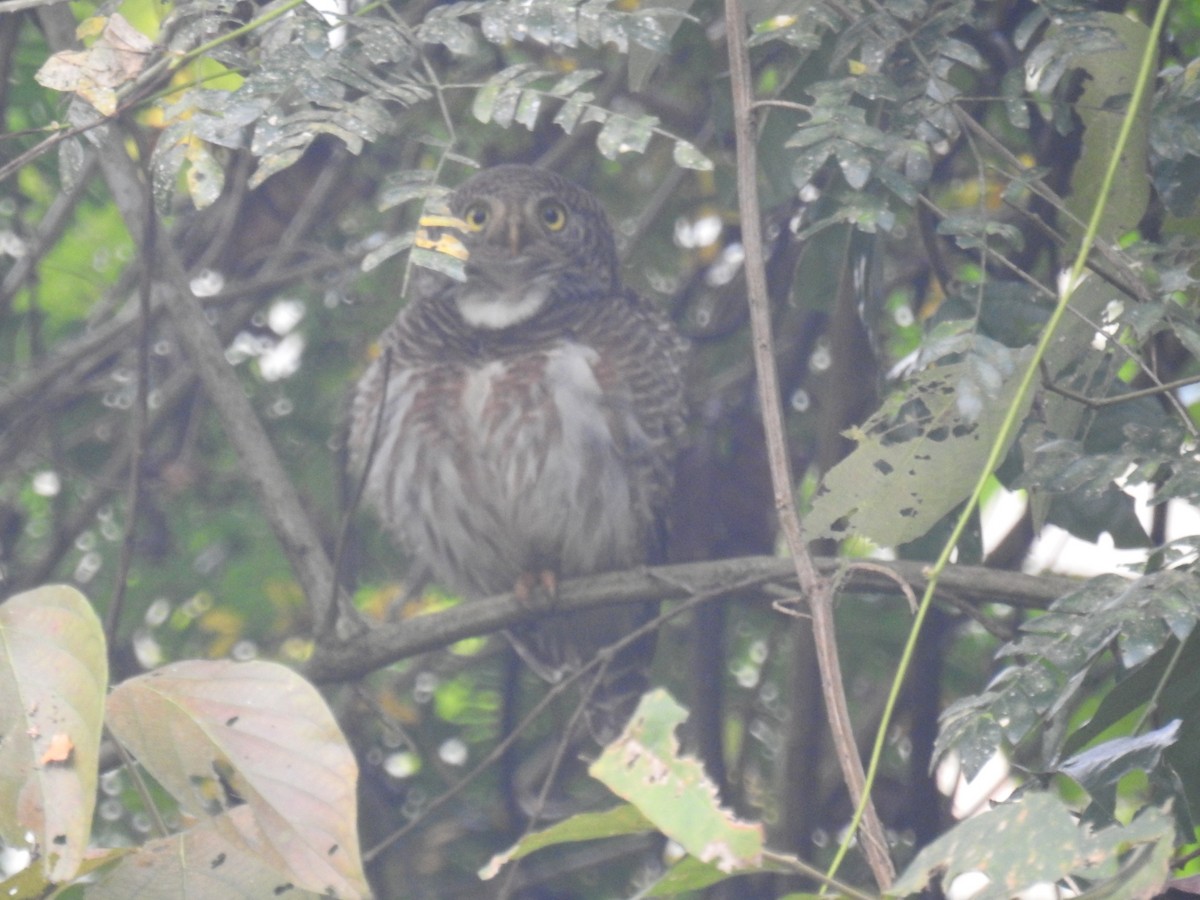 Asian Barred Owlet - ML150236081