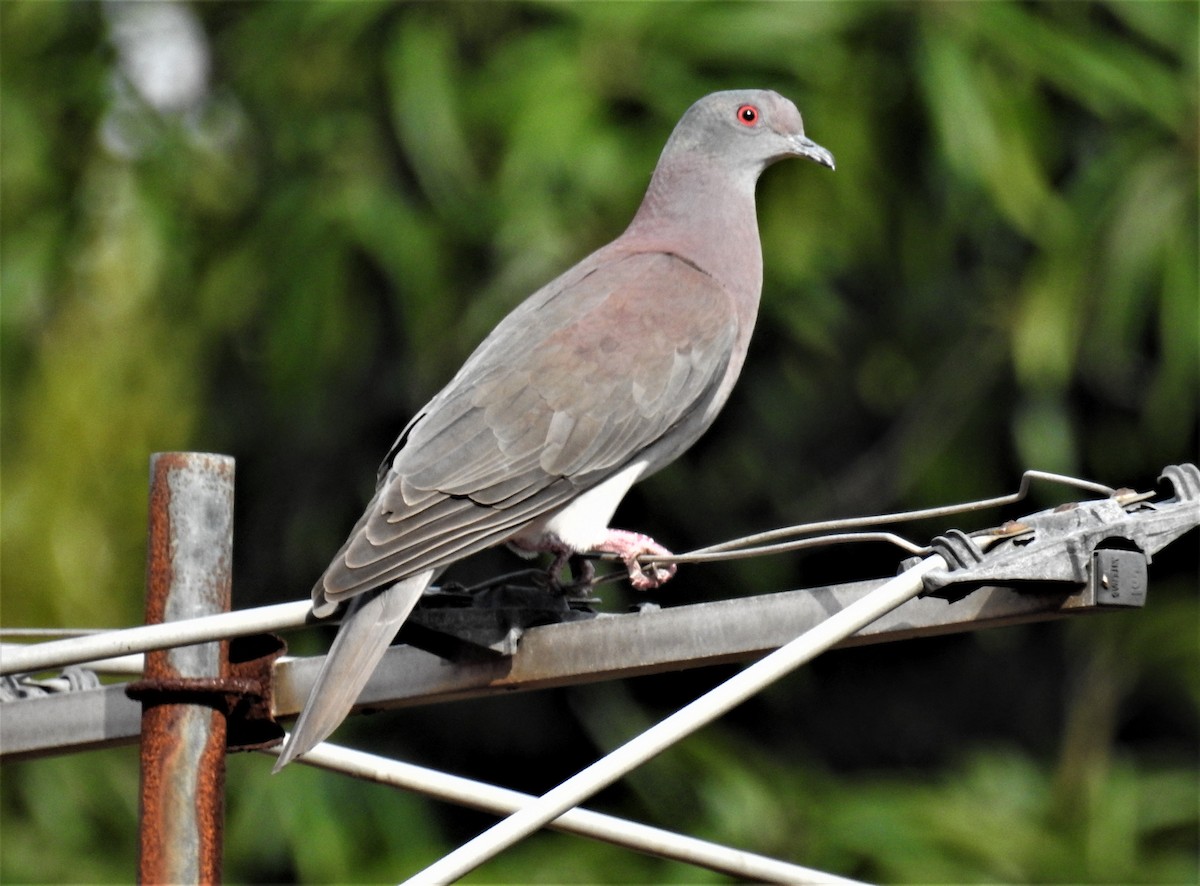 Pale-vented Pigeon - Bob Saunders