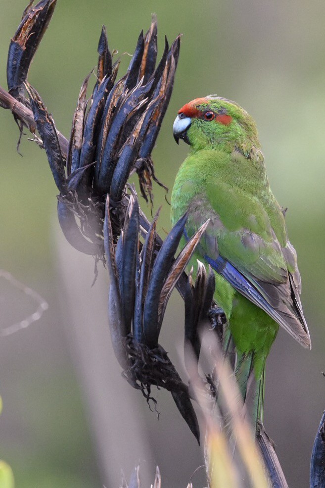 Red-crowned Parakeet - ML150236301