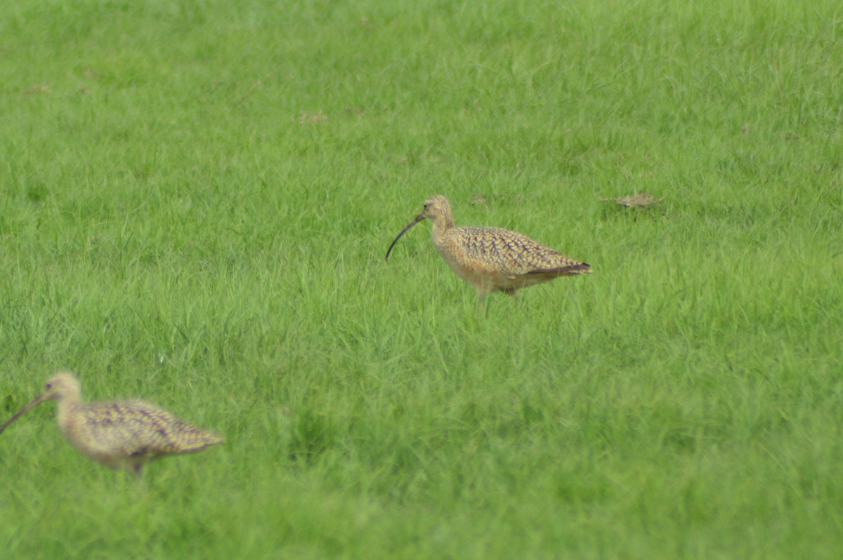 Long-billed Curlew - ML150236911