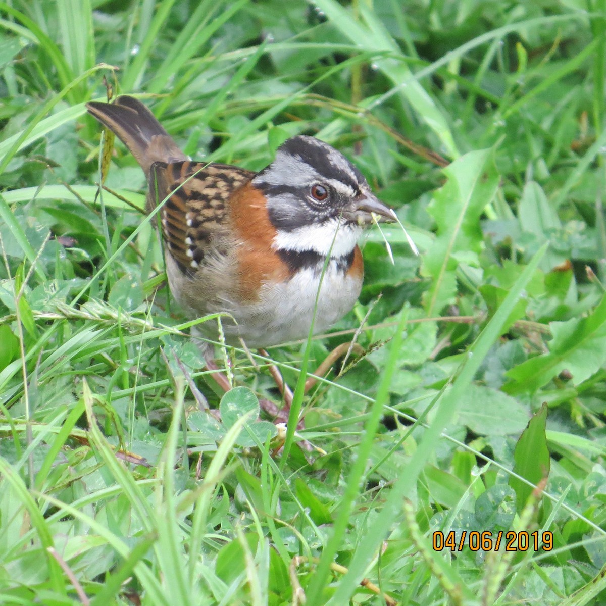 Rufous-collared Sparrow - ORLANDO PADILLA