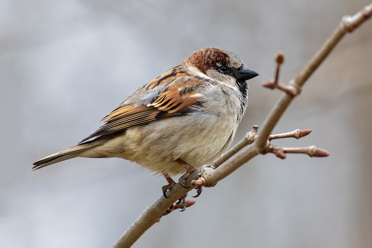 House Sparrow - ML150238331