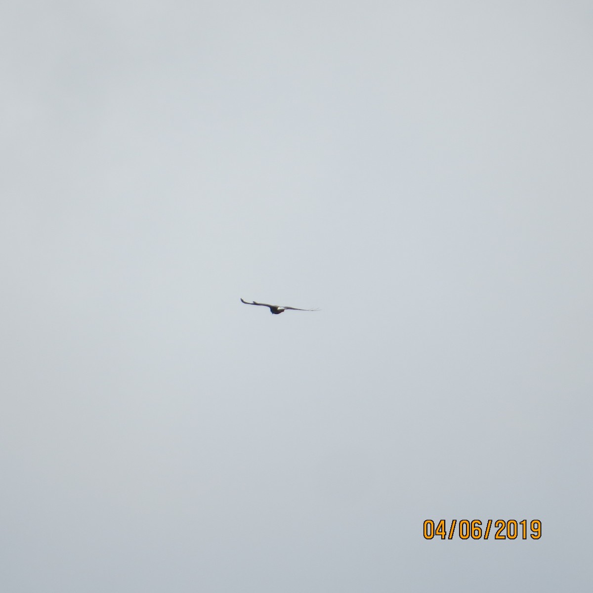 White-tailed Hawk - ML150238741