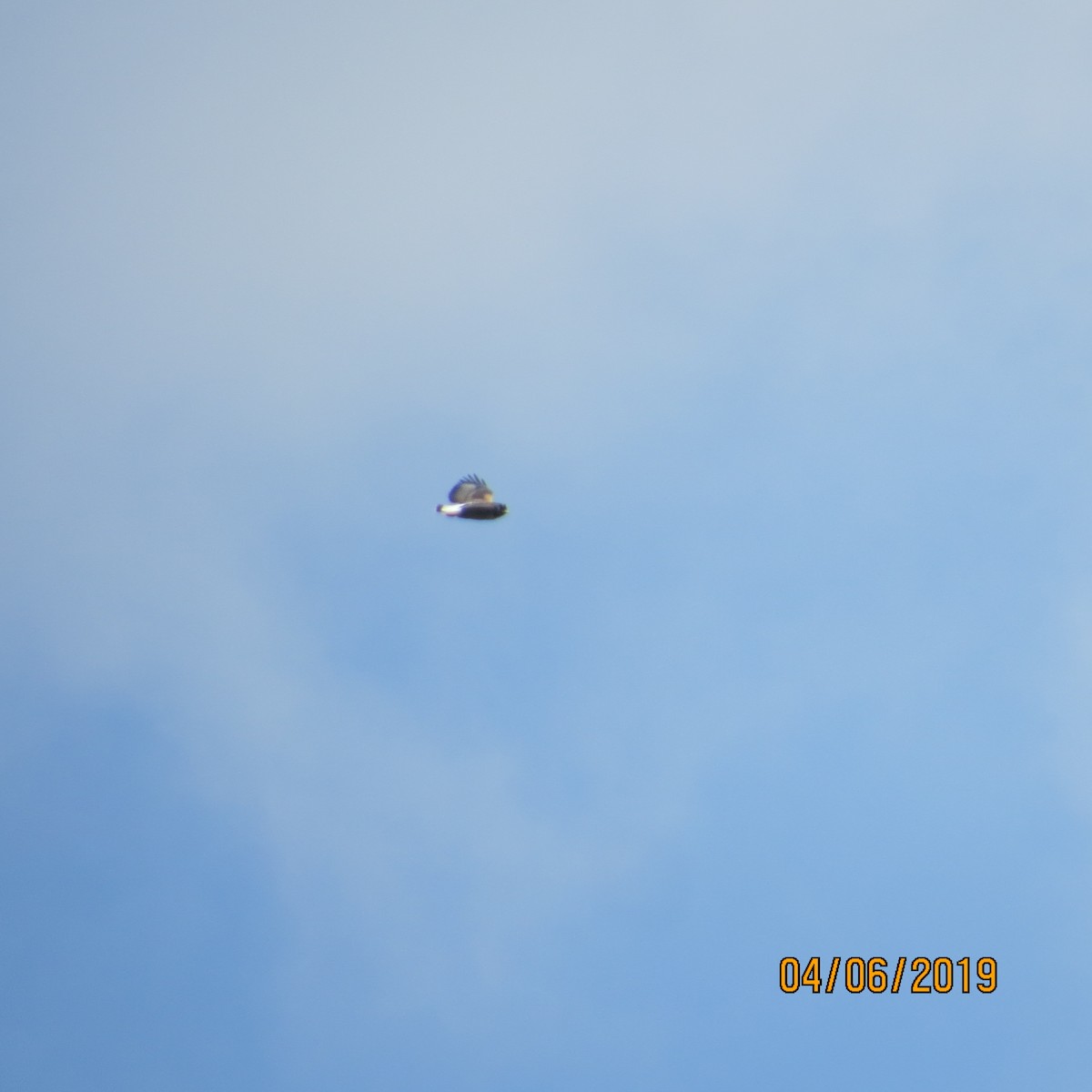 White-tailed Hawk - ORLANDO PADILLA
