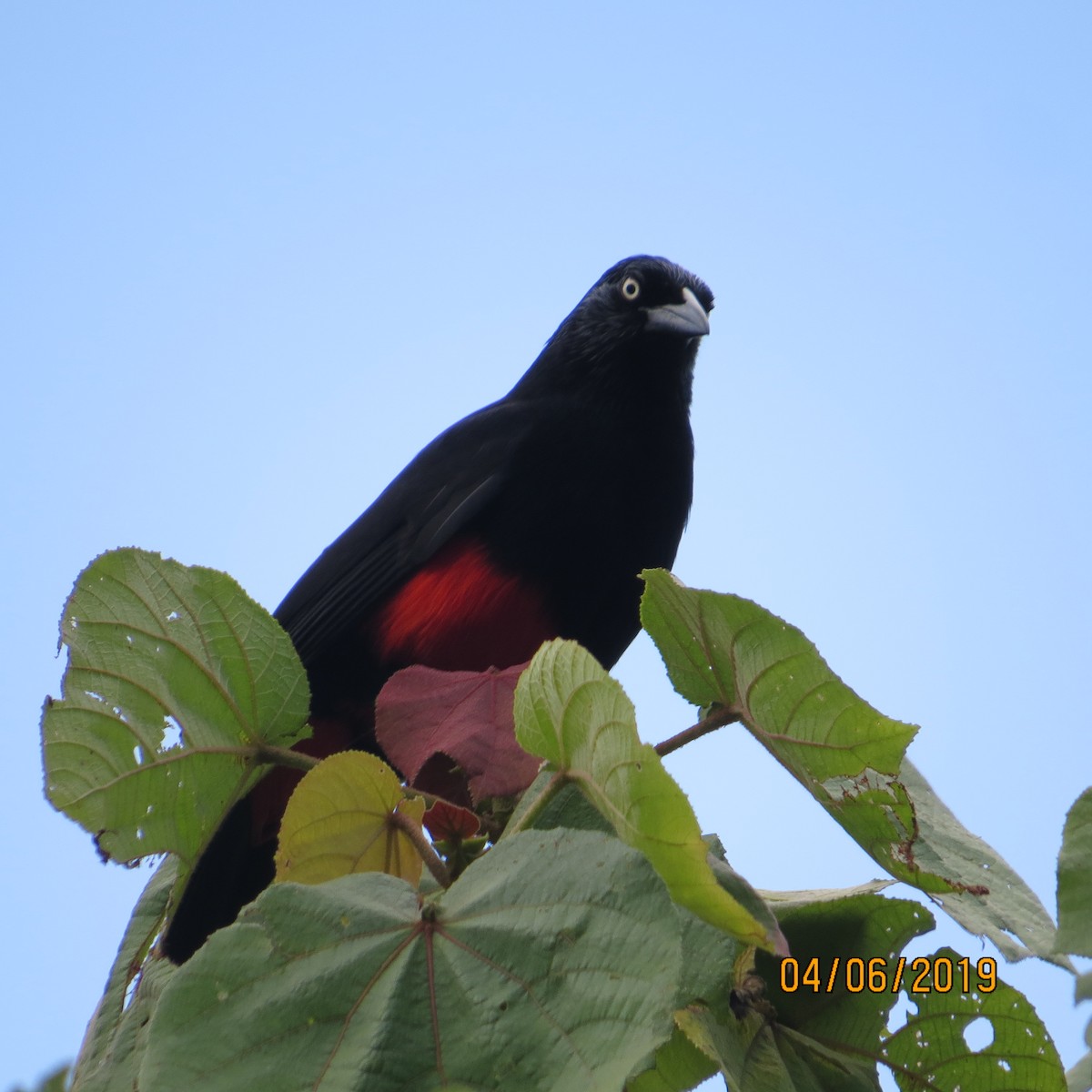 Red-bellied Grackle - ML150239341