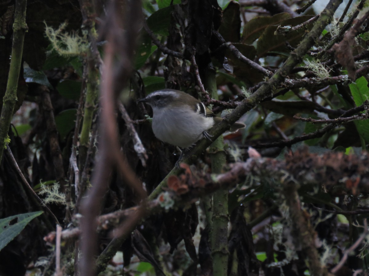 White-banded Tyrannulet - Manuel Roncal Inca Finch