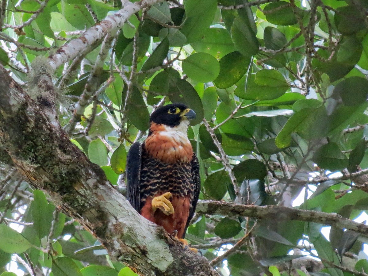 Orange-breasted Falcon - Roger Robb