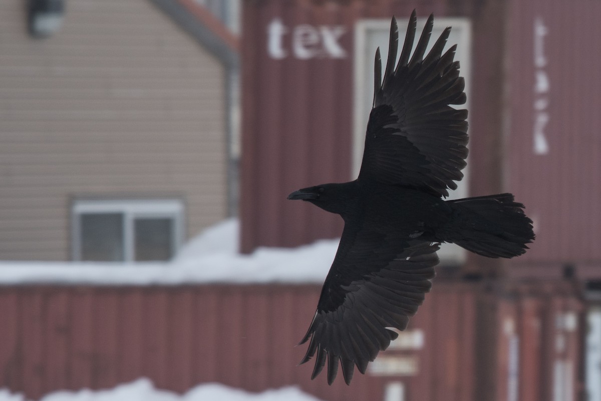Common Raven - Aaron Lang