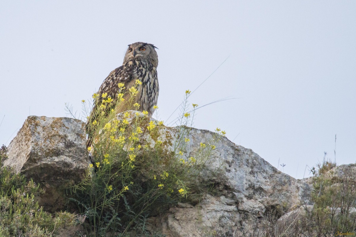 Eurasian Eagle-Owl - Juanhitotgn ...