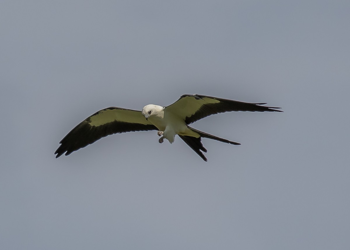 Swallow-tailed Kite - ML150241831