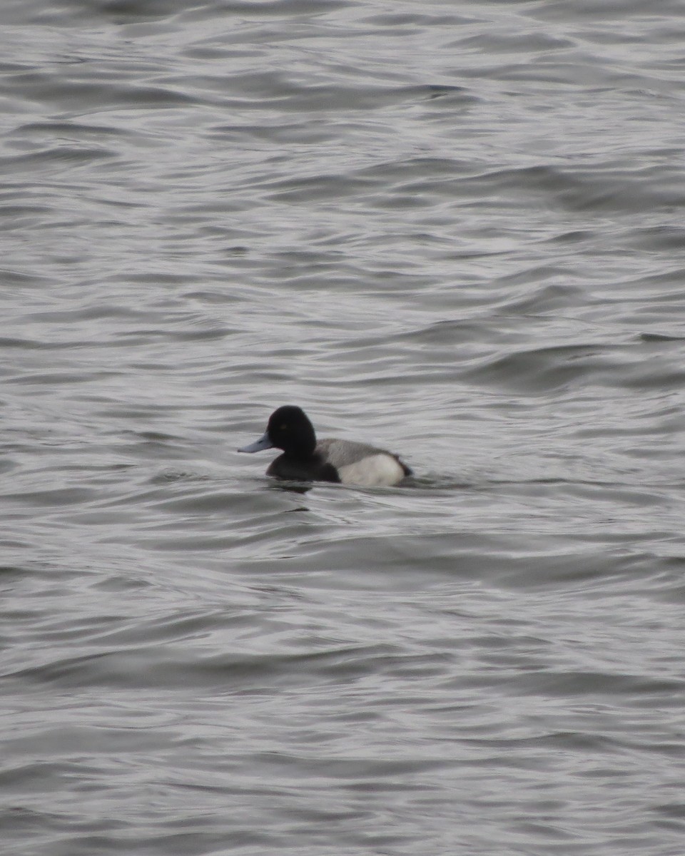 Lesser Scaup - Tristan Lowery