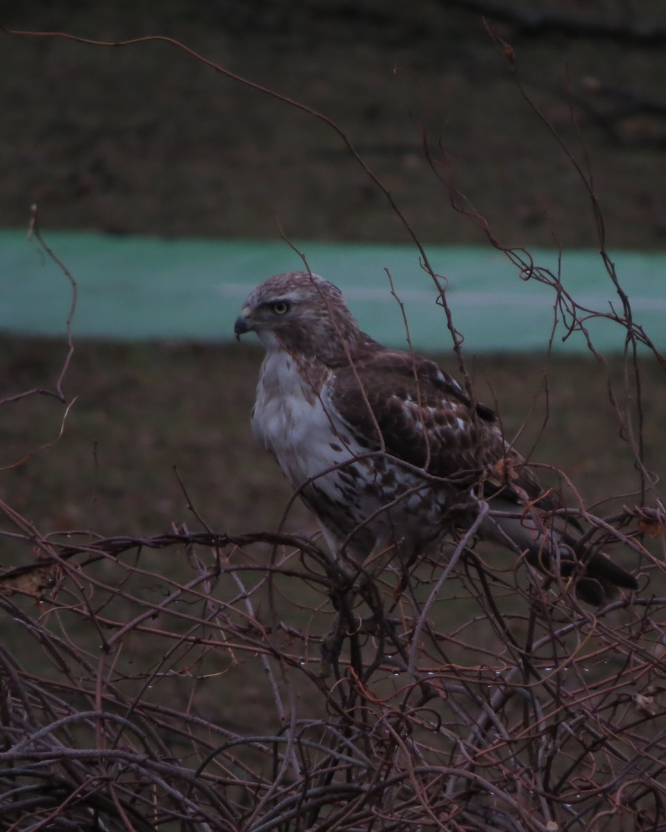 Red-tailed Hawk - ML150242491