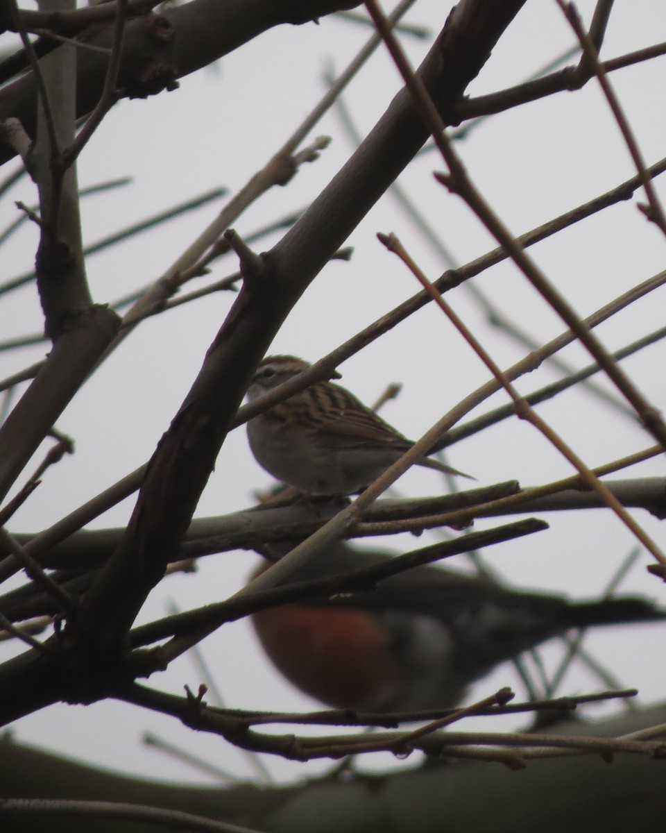 Chipping Sparrow - ML150242581
