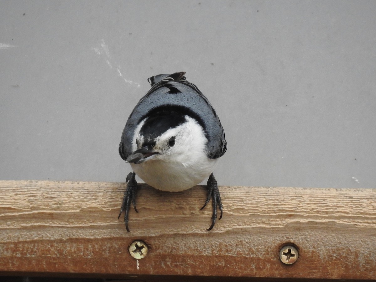 White-breasted Nuthatch - Cindy Burley
