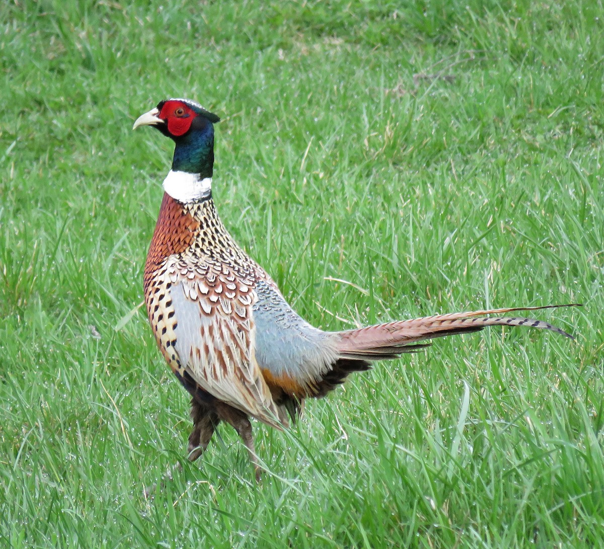 Ring-necked Pheasant - ML150244681