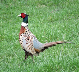 Ring-necked Pheasant, ML150244681