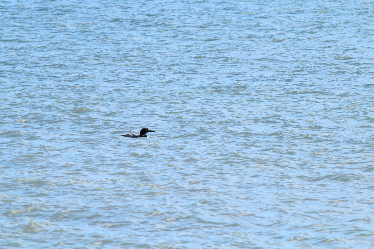 Common Loon - T Remy