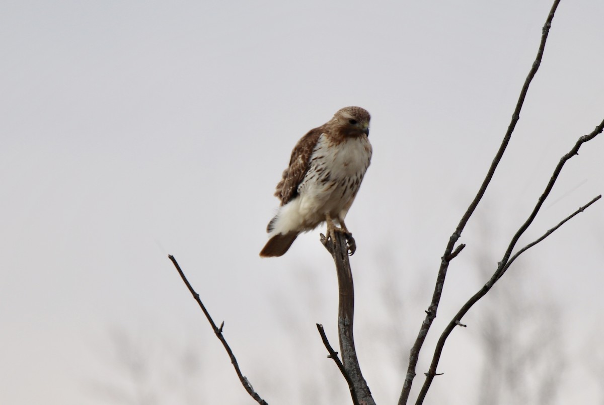 Red-tailed Hawk (borealis) - Jack Leow