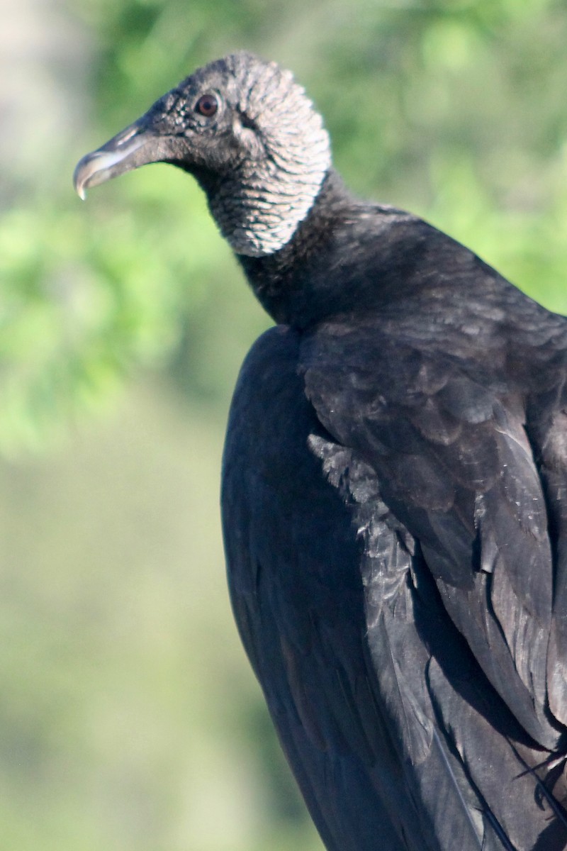 Black Vulture - Holly Kleindienst