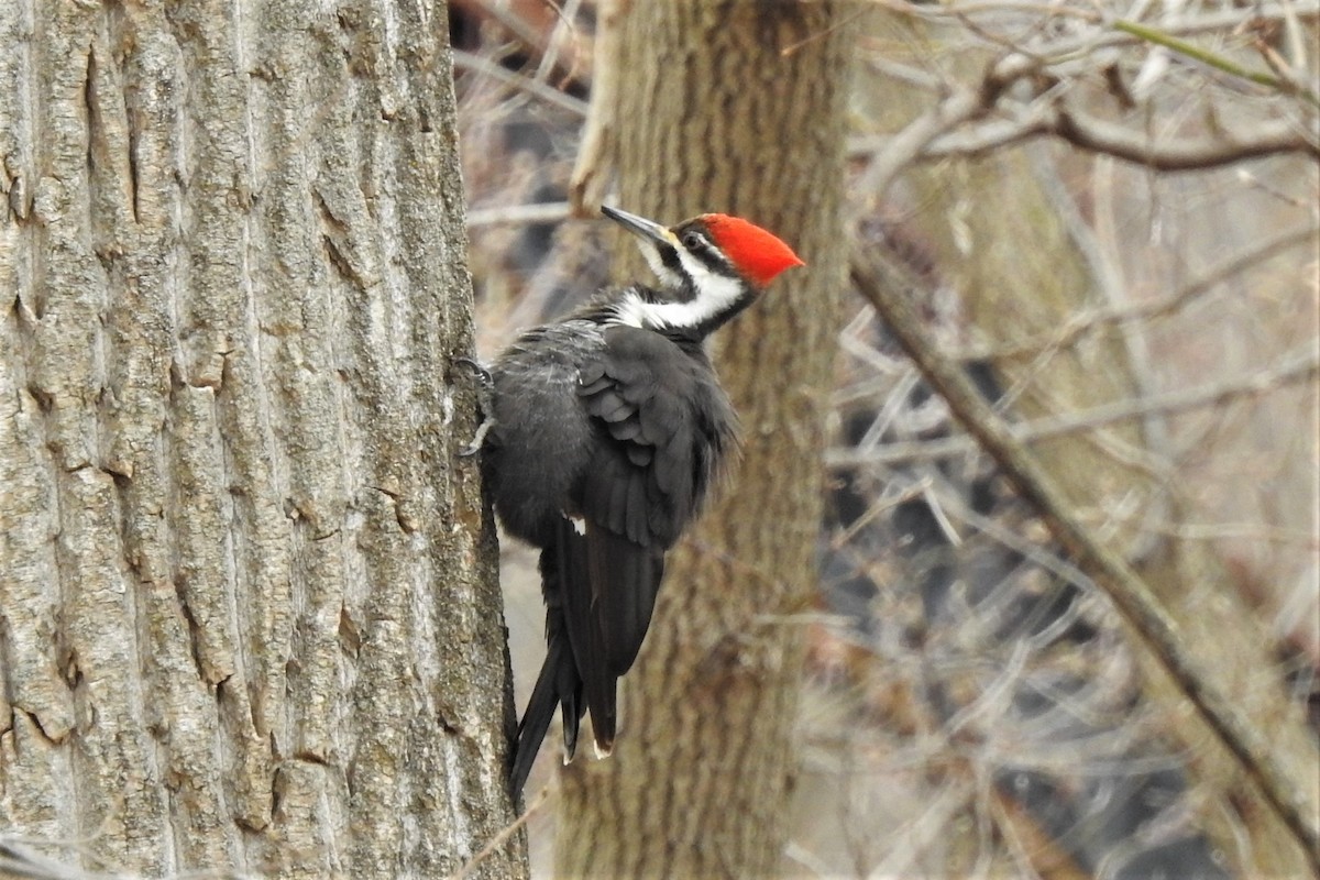 Pileated Woodpecker - ML150247661