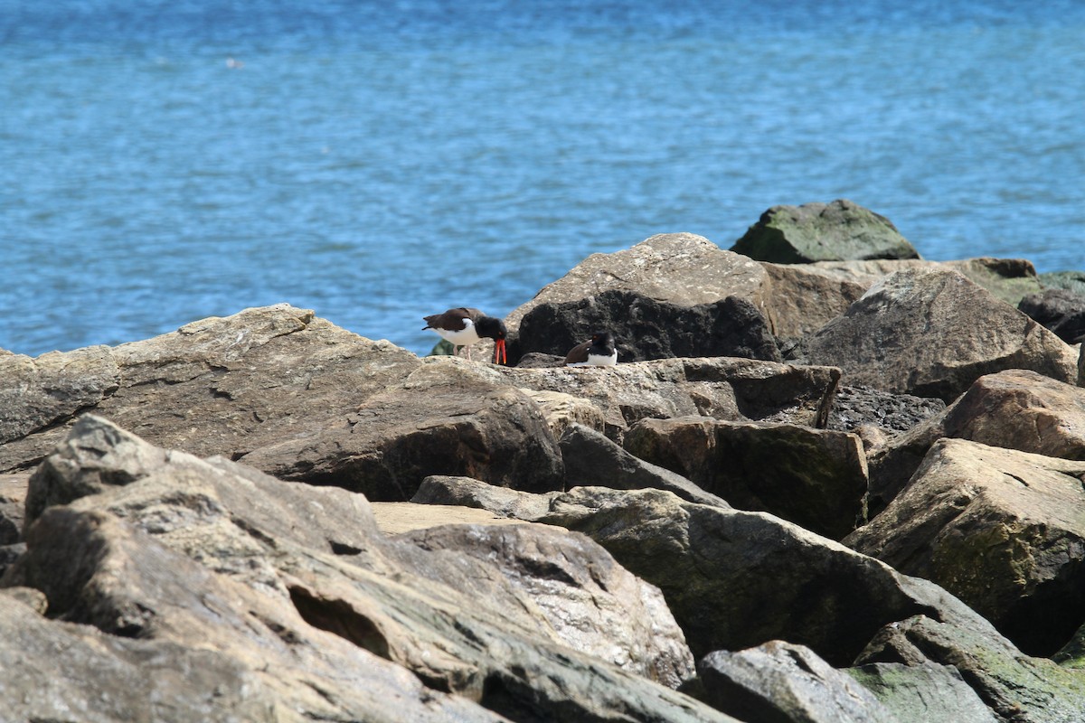 American Oystercatcher - T Remy