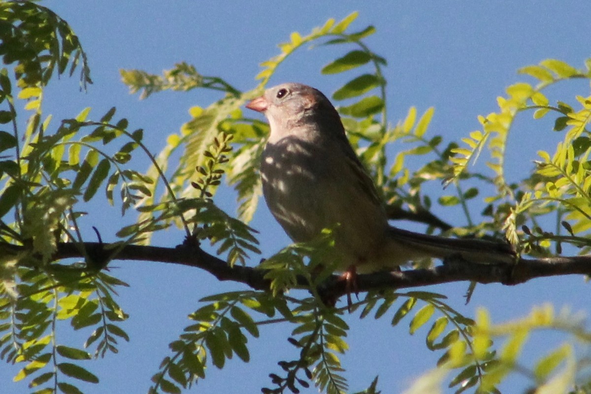 Field Sparrow - Holly Kleindienst