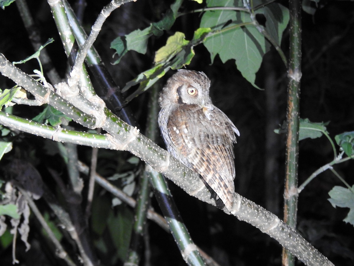 Tropical Screech-Owl - Tammy Knuth