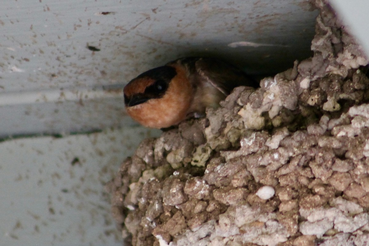 Cave Swallow - Holly Kleindienst