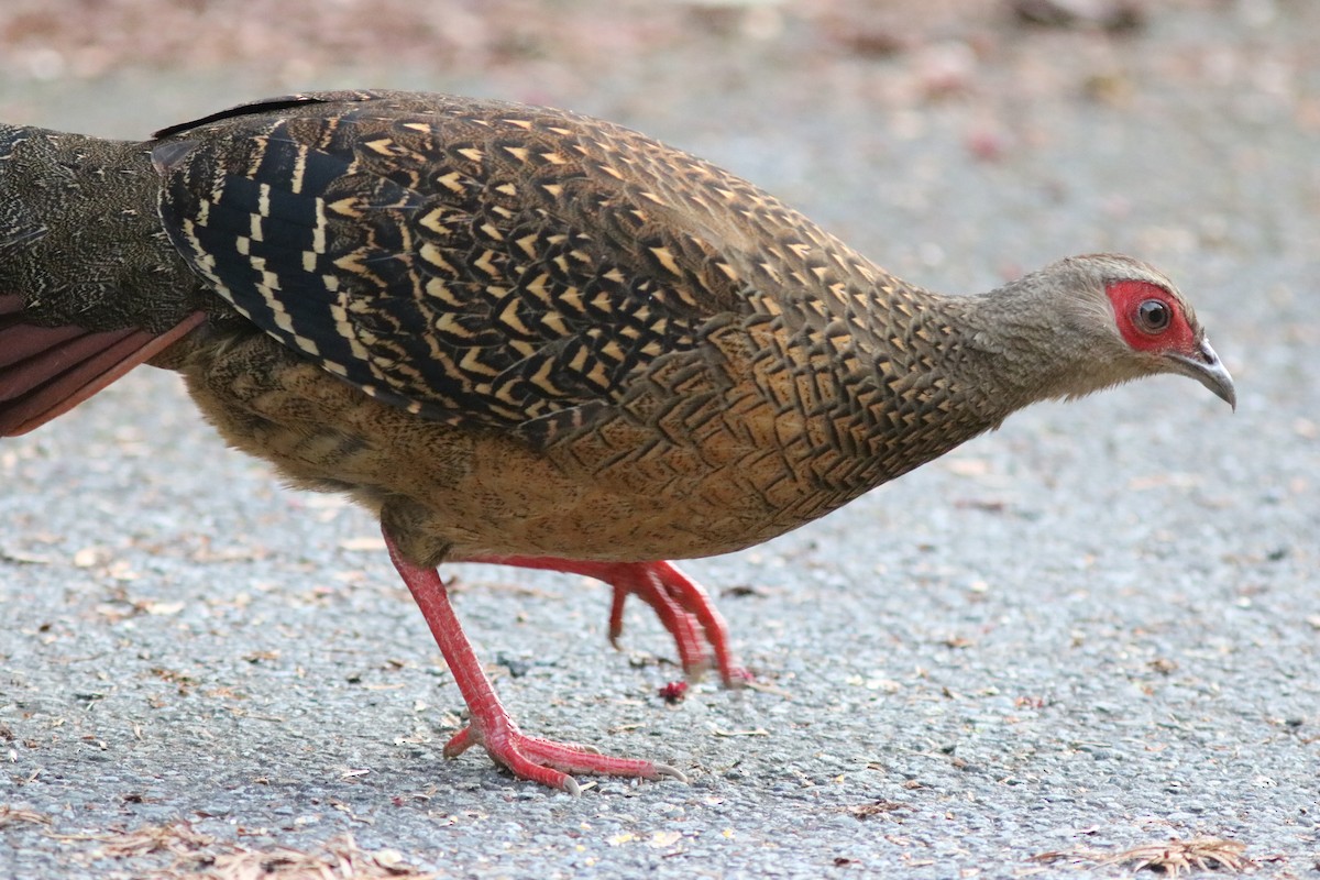 Swinhoe's Pheasant - ML150251101