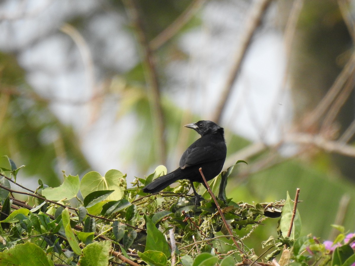 Melodious Blackbird - Tammy Knuth