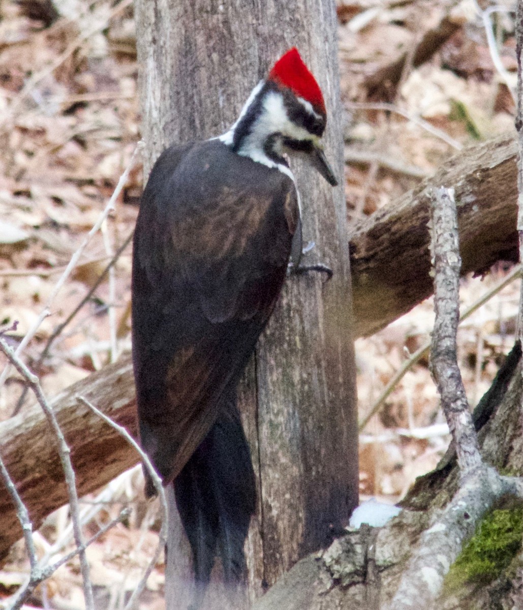 Pileated Woodpecker - Tod abrahams