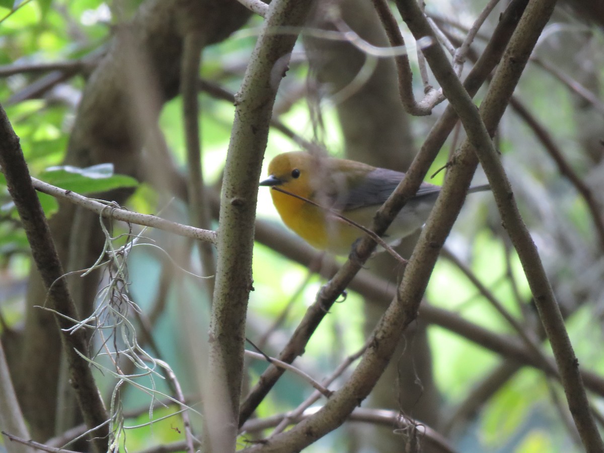 Prothonotary Warbler - ML150254641