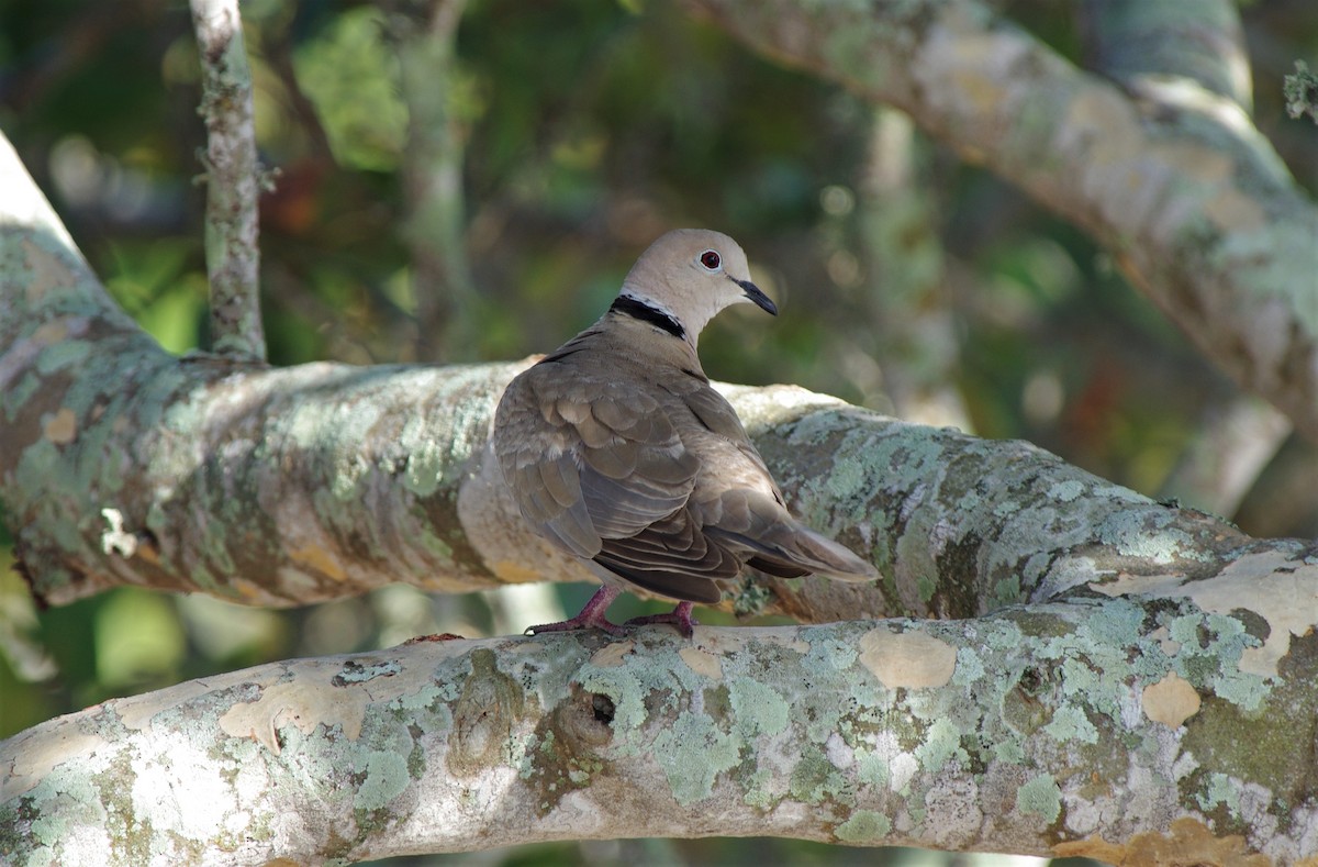 Eurasian Collared-Dove - chuck gehringer