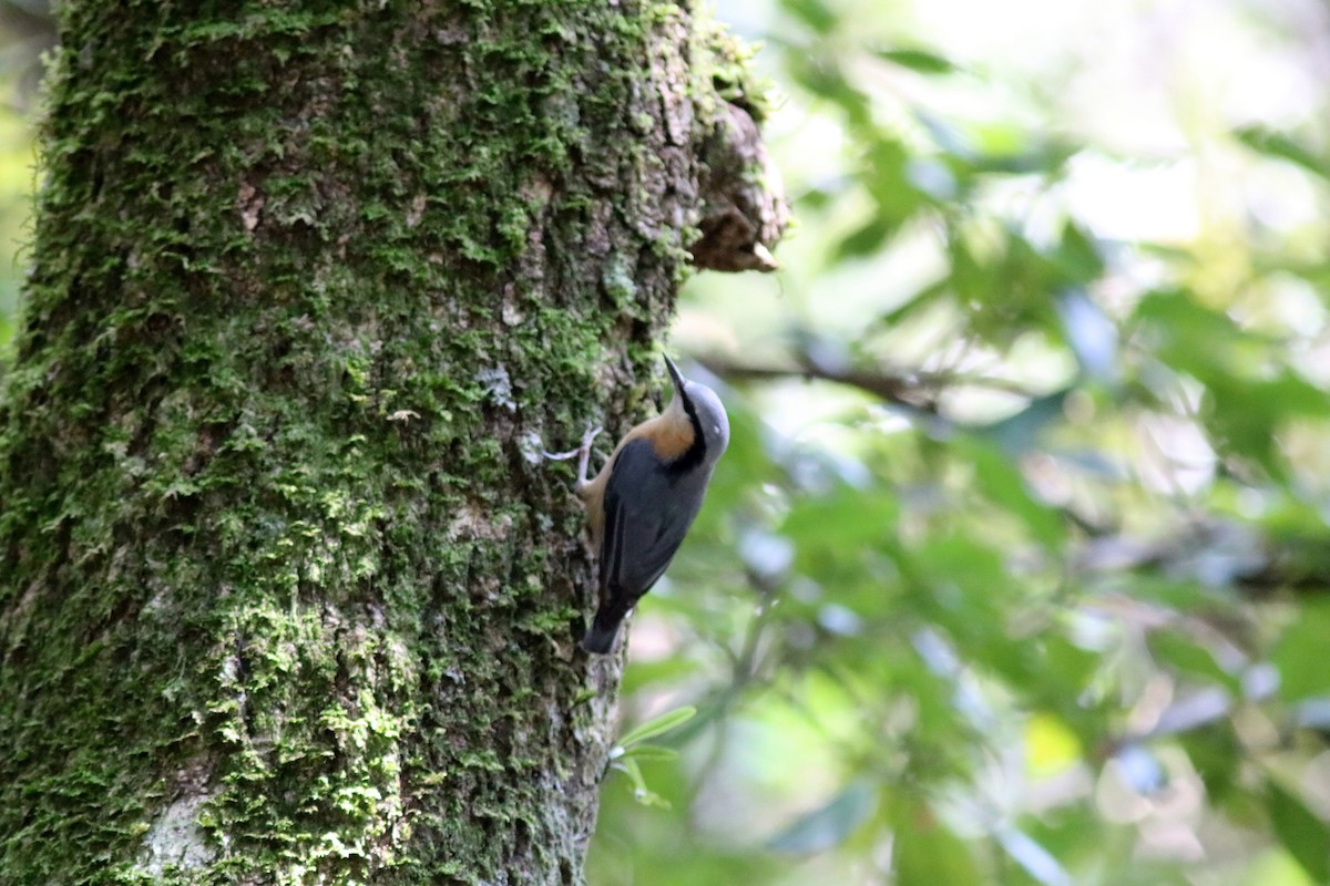 Eurasian Nuthatch (Chinese) - ML150257411