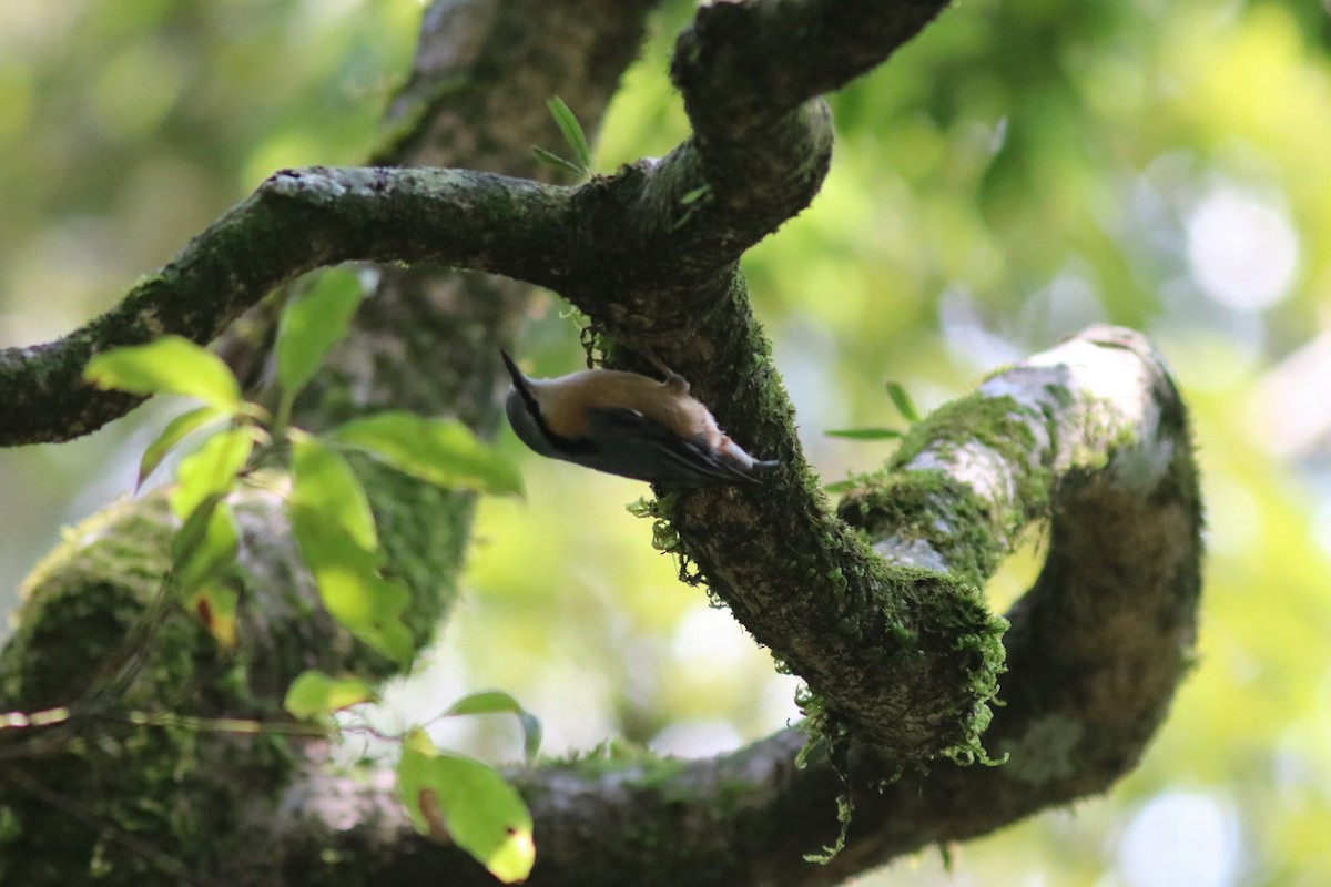 Eurasian Nuthatch (Chinese) - ML150257671