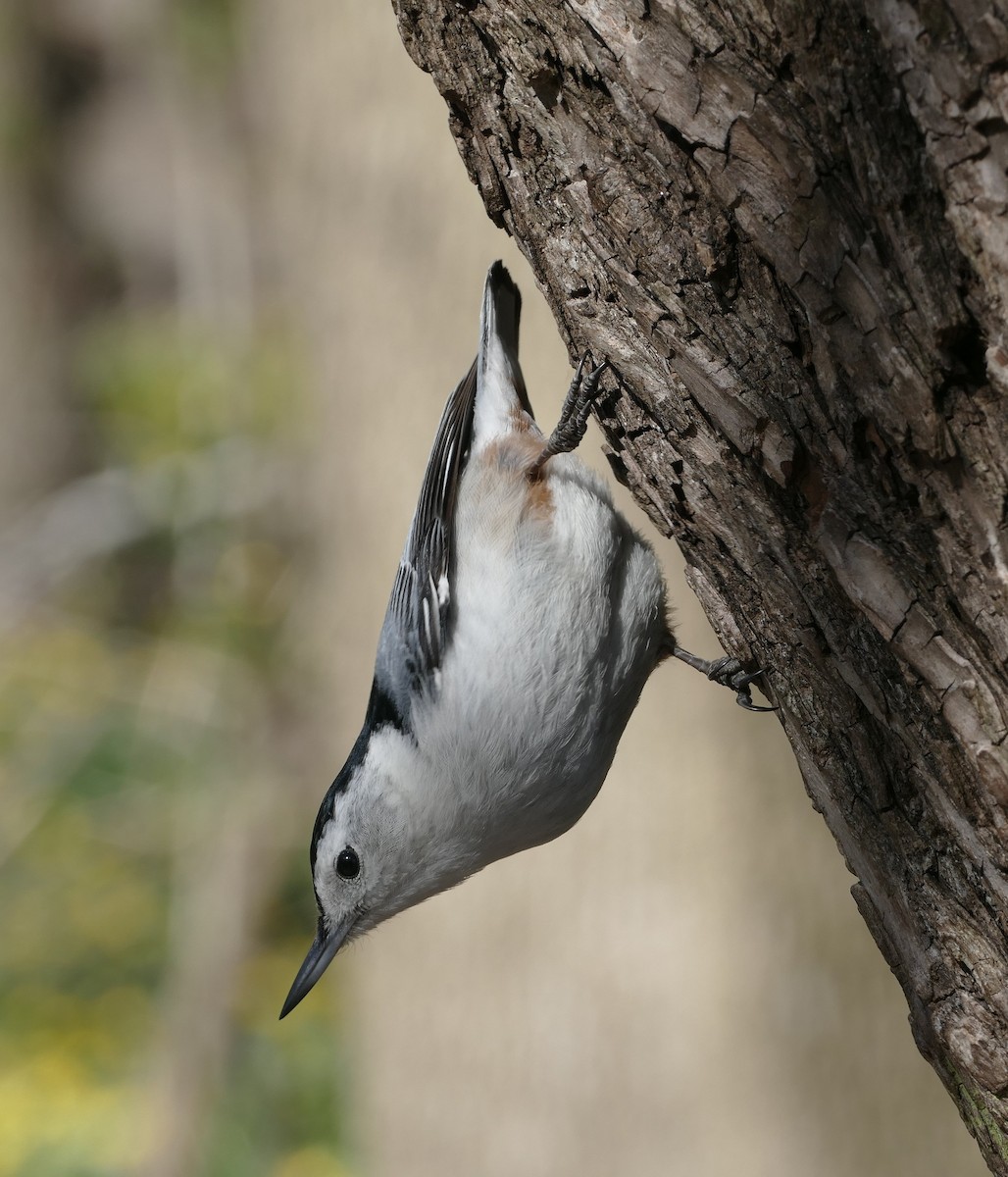 White-breasted Nuthatch - Matthew Colbert