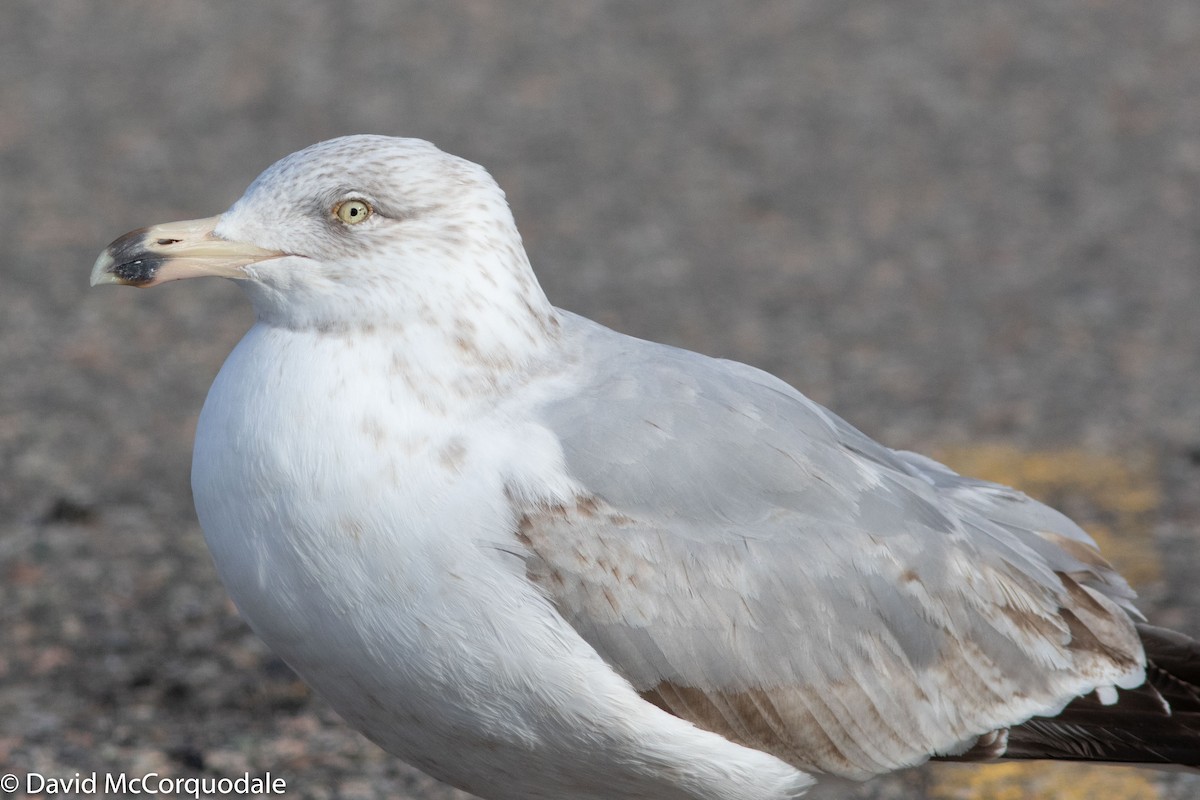 Herring Gull (American) - ML150259781
