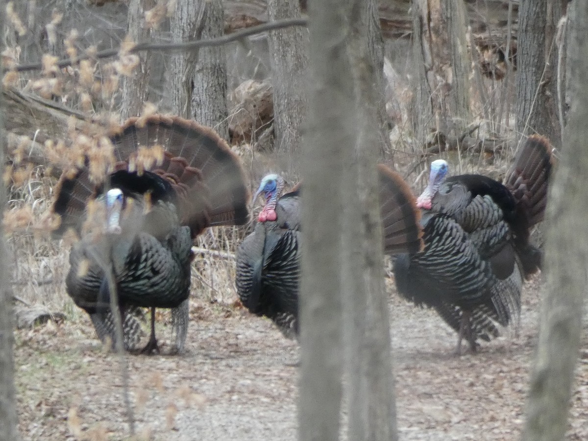 eBird Checklist 10 Apr 2019 Kensington MetroparkNature Center