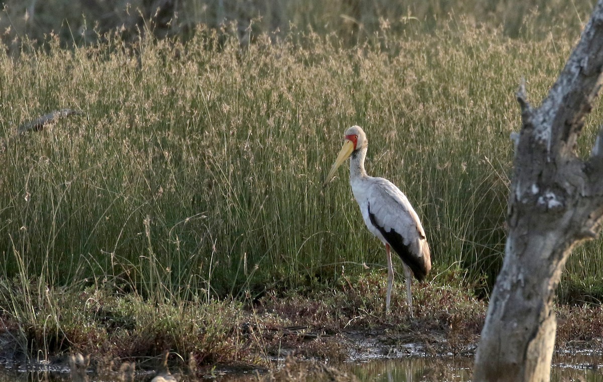 Yellow-billed Stork - ML150261951