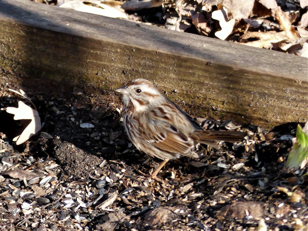 Song Sparrow - Cathy Pondelicek