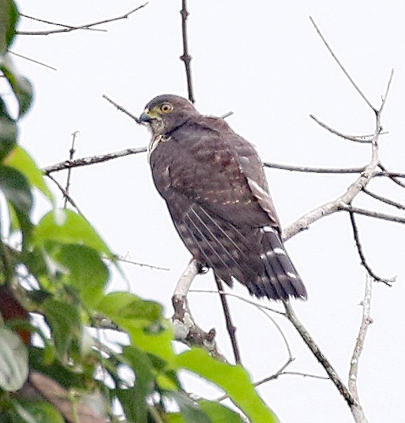 Double-toothed Kite - Charlotte Byers