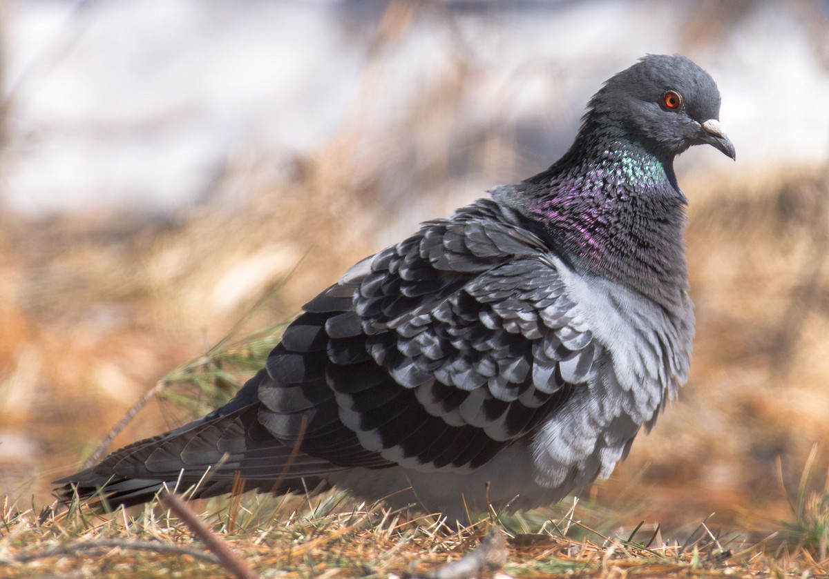 Rock Pigeon (Feral Pigeon) - ML150266901