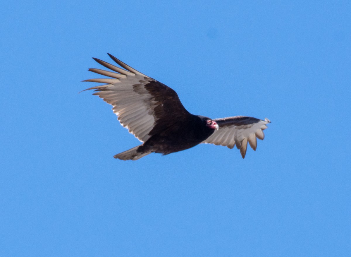 Turkey Vulture - ML150266981